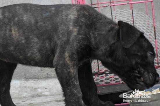 卡斯罗犬怎么看纯不纯种怎么分别