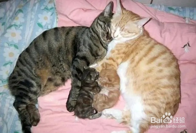 配猫母猫太凶不配合怎么办