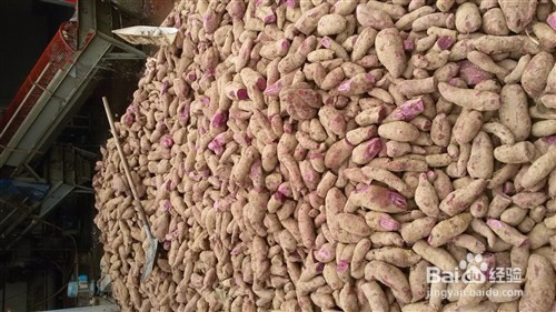 如何制作好吃又营养的番薯干