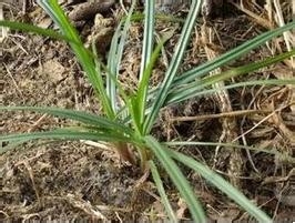 香附的功效与作用及食用方法