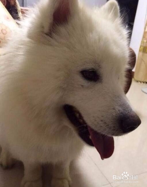 男子狗肉摊买下一只狗,回家发现……