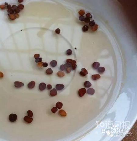 10年养花经验，告诉你养花不死的秘诀！