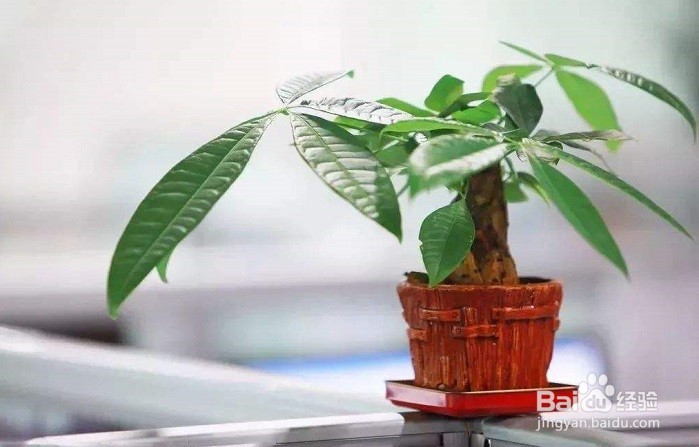 如何养护好发财树？