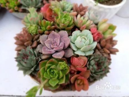 这花千万别花钱买，一片叶子能养十几盆，朋友看了都抢着要！