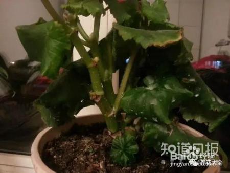 这些花那么好看，却总被你养死，怎么回事