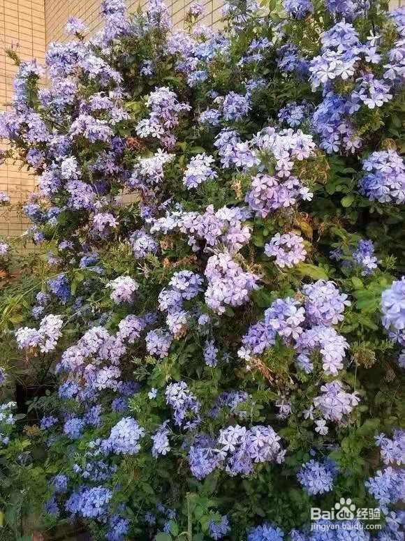 花儿要穷养，丢阳台不管，越少浇水，长得越旺