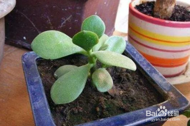 玉树老桩枝扦插生根最快方法