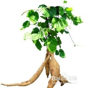 葛根粉养生美容