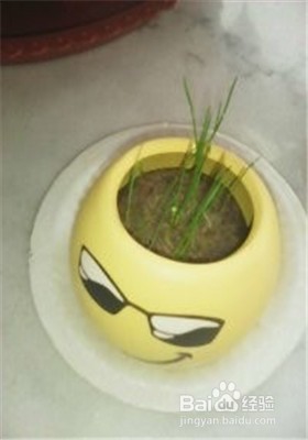 怎样种植小草盆景