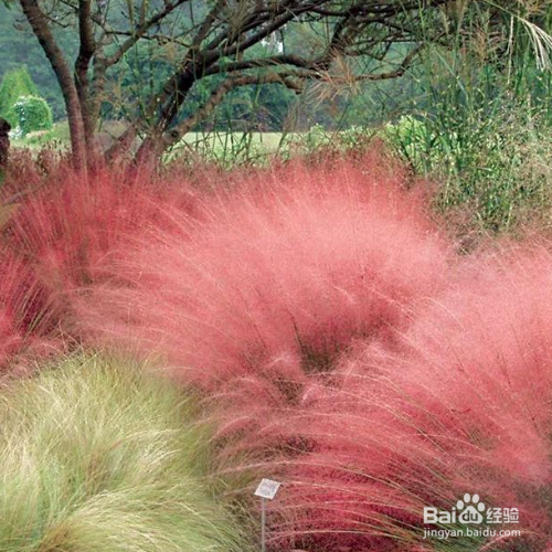 粉黛乱子草怎么才能养殖好?