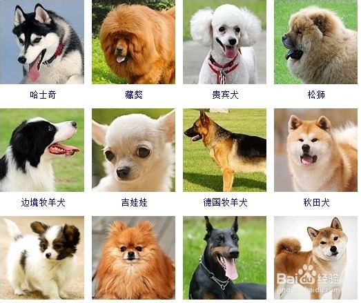 宠物美容培训机构