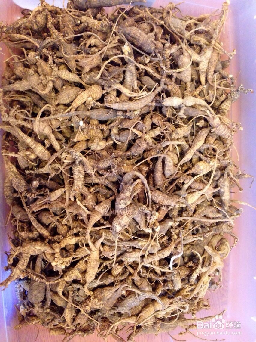 野生西洋参与种植西洋参的区别？