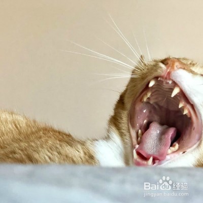 橘猫生气了想离家出走怎么办