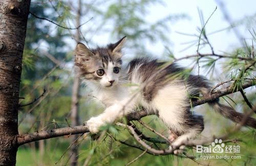 你不知道的，猫咪的自我保护能力