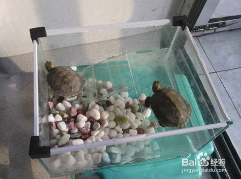 巴西龟怎么拼命往外爬也不吃东西怎么办