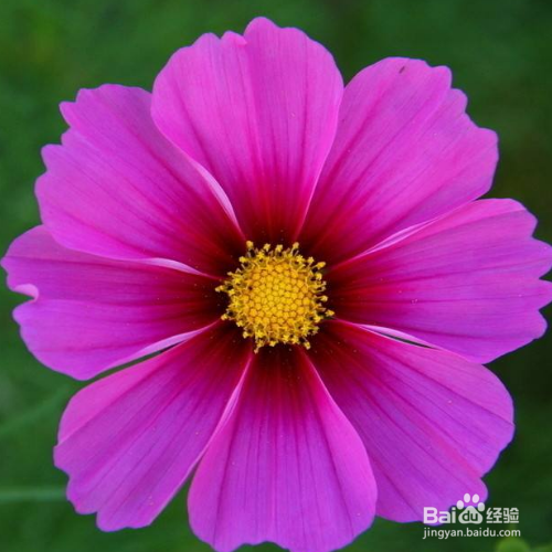 瓜叶菊最长时间可以养多久?