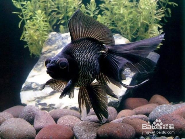 金鱼养殖的技巧