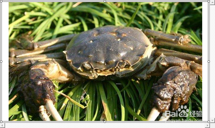 螃蟹怎么做如何储存