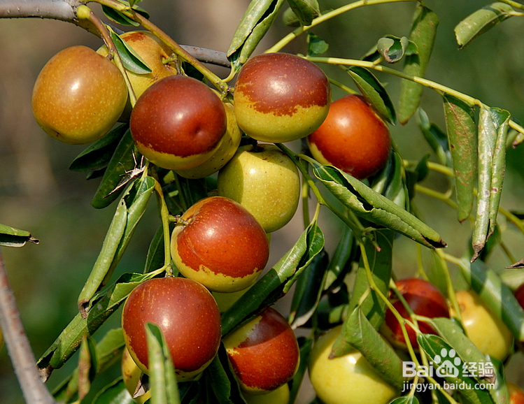 男性必知的黄金食谱