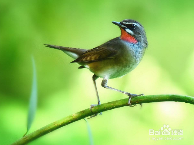 如何驱逐老鼠？