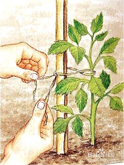 大丽花种植时间和方法