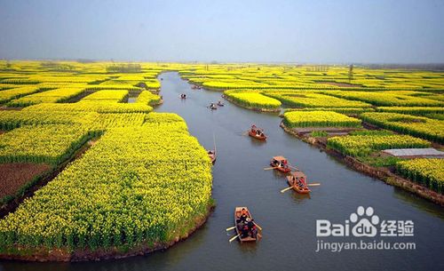 春天踏青拍摄油菜花五要点