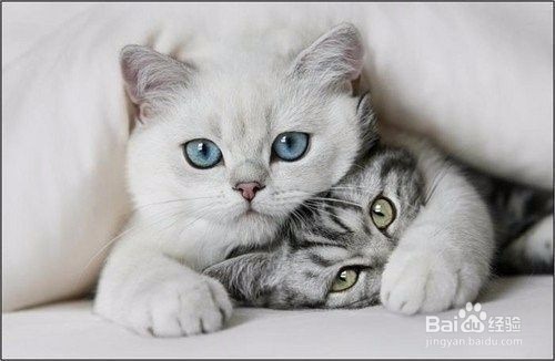 六招教你选择最好的猫粮!