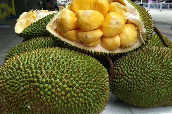 菠萝蜜核如何水培发芽