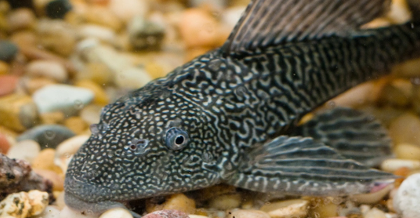 建筑下水道的清道夫指的是什么动物