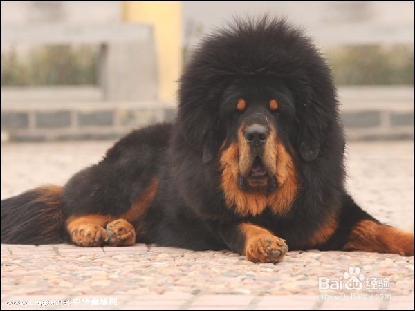 狗狗,我的世界不能没有你