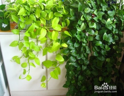 绿萝怎么养护与浇水