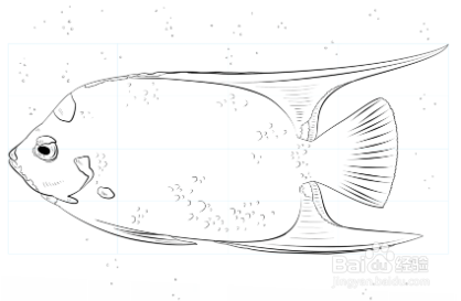 如何画女王神仙鱼