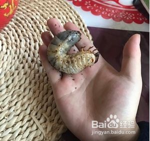 花金龟幼虫和独角仙幼虫怎么区分 百度经验 花金龟幼虫和独角仙幼虫怎么区分 百度经验