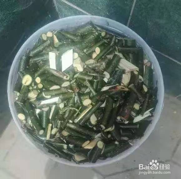 花盆里浇1勺，7天后叶绿根壮，重新爆满盆