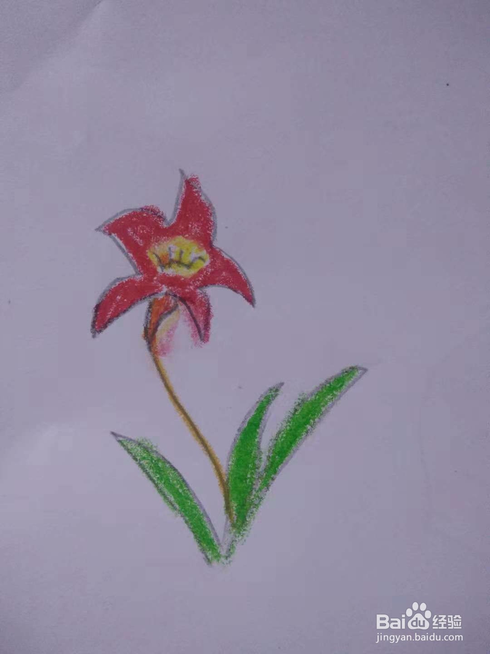 一起学如何画百合花!