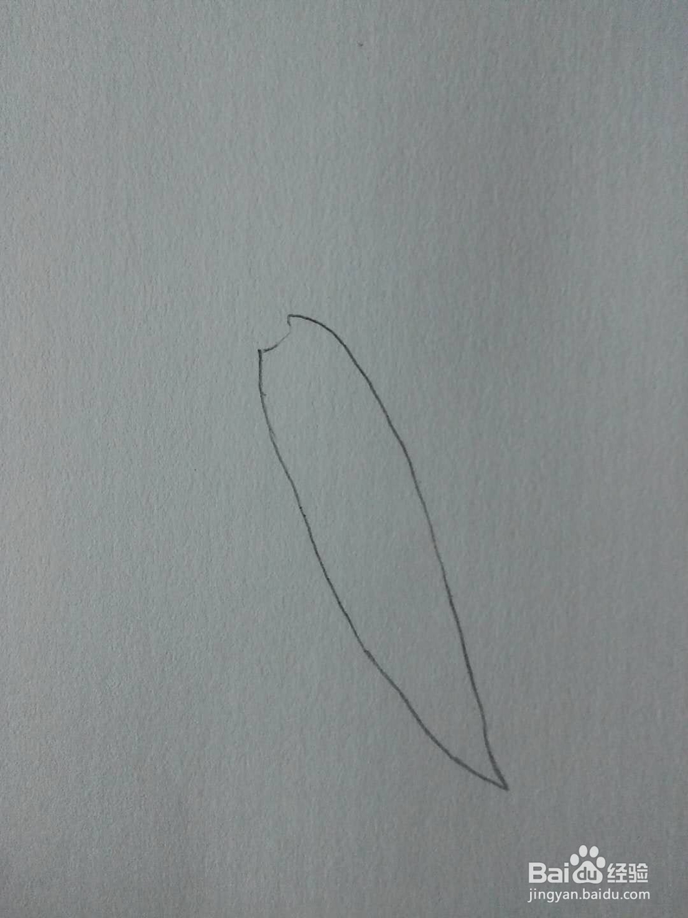 延胡索的工笔画法