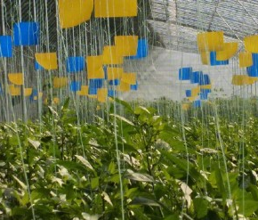 大棚白粉虱蓟马怎么治理?