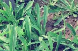 夏季减肥吃什么 苦味菜清热瘦身