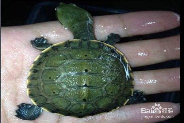 怎么养乌龟应该注意什么