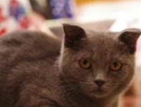 猫咪公馆 攻略