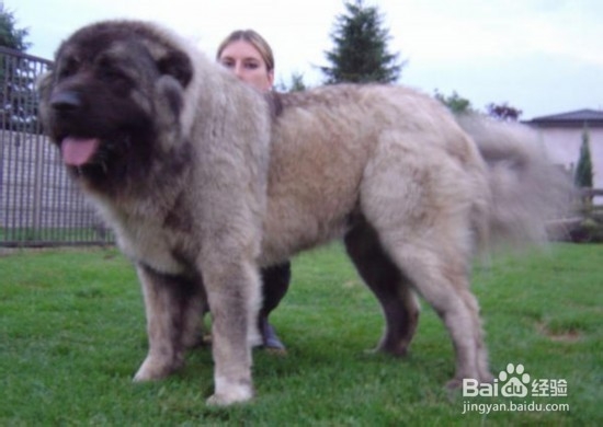 高加索饲养技巧