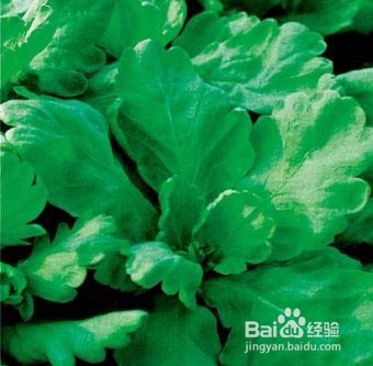 茼蒿种植：大叶茼蒿如何种？