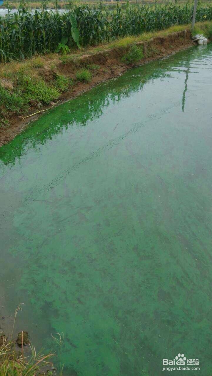 罗非鱼池塘出现倒藻怎么办