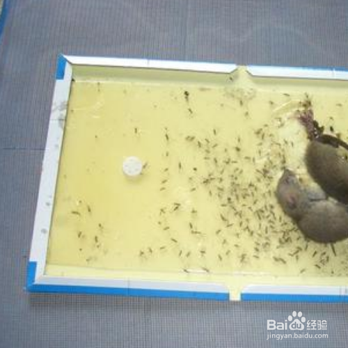 老鼠为什么不碰粘鼠板