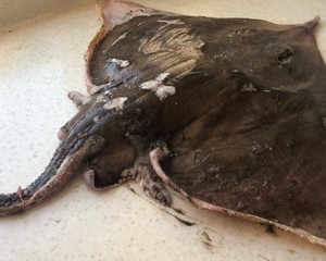 老板鱼炖豆腐的做法