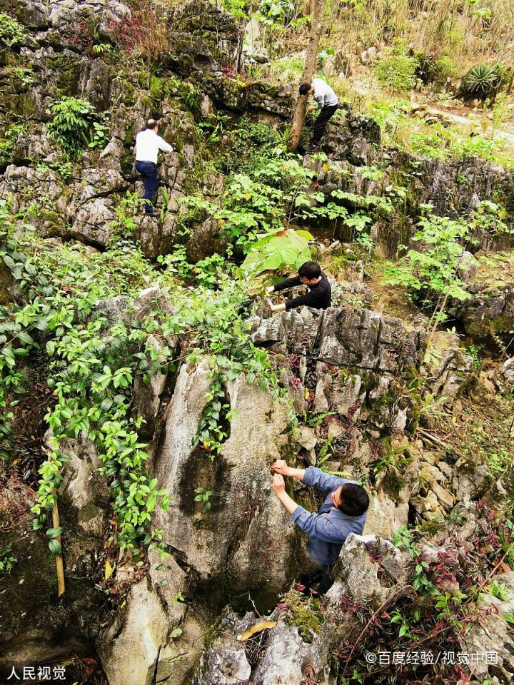 铁皮石斛种植技术和管理
