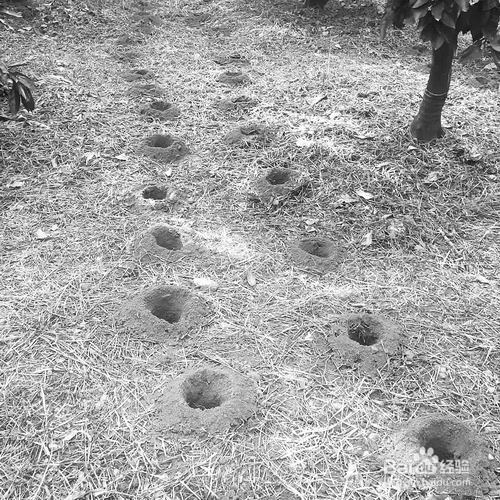 以氯化铵为氮源肥料，全部施用化肥的施肥方法