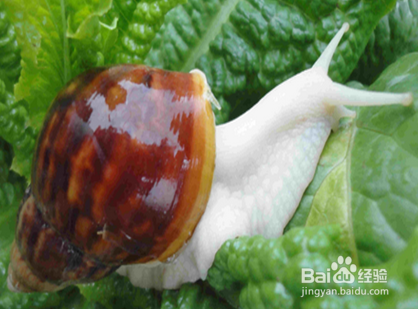 宠物蜗牛怎么饲养?