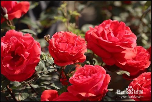 月季花的养殖方法