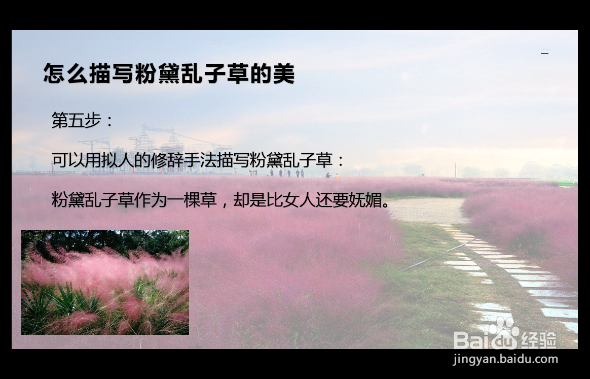 怎么描写粉黛乱子草的美